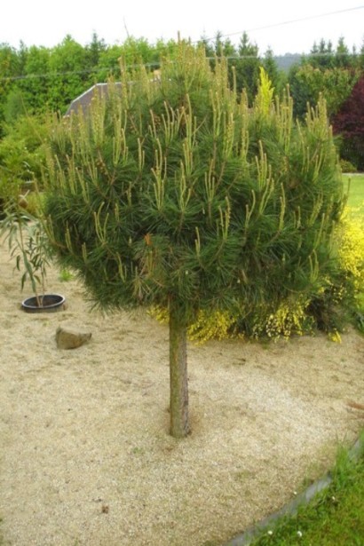 Елегантна сосна Аліса Веркаде штамб